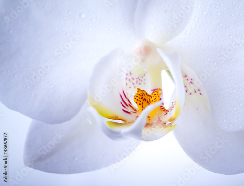 Photo: Phalaenopsis. White orchid flower macro with water drops Phalaenopsis. White orchid flower macro with water drops