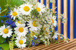 Selbstgepflückte Margeriten, Leucanthemum vulgare, Sommer
