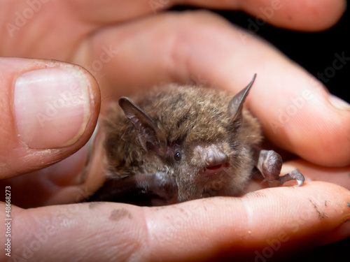 Photo: Bat in hand of researcher Bat in hand of researcher
