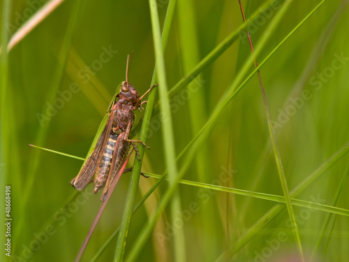 Photo: Grashopper in an abstract grass decor Grashopper in an abstract grass decor