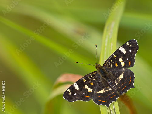 Photo: Beautiful map butterfly is resting on grass with copyspace Beautiful map butterfly is resting on grass with copyspace