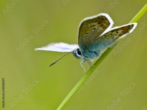 Photo: butterfly in natural habitat butterfly in natural habitat