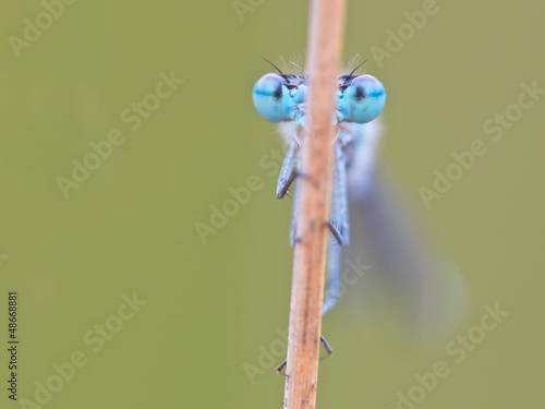 Photo: Enallagma cyathigerum common blue damselfly Enallagma cyathigerum common blue damselfly