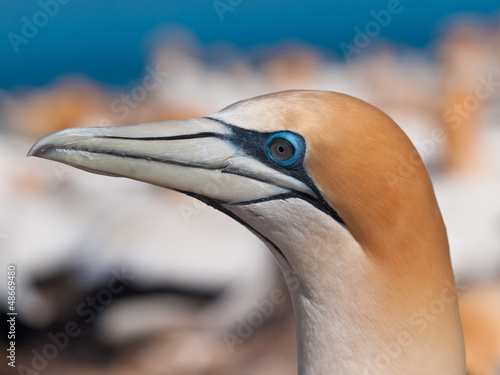 Photo: Close up Gannet head Close up Gannet head
