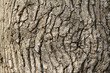 Photo: closeup of pagoda tree bark in the wild closeup of pagoda tree bark in the wild