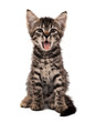 gray striped kitten with shock grimace