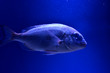 魚