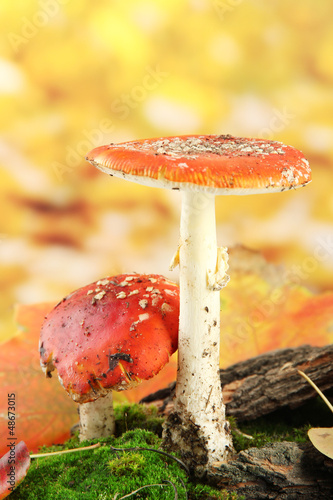 Photo: red amanitas with moss, on autumn yellow background red amanitas with moss, on autumn yellow background