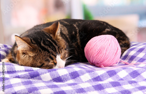 Photo: cat with threads on plaid in room cat with threads on plaid in room