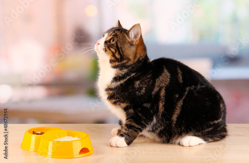 Photo: cat on table in room cat on table in room