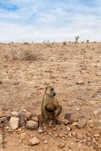 Photo: Baboon in Kenya Baboon in Kenya