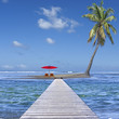 île au cocotier