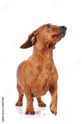 Photo: brown dachshund dog isolated over white background brown dachshund dog isolated over white background