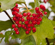 Red berries of a guelder-rose