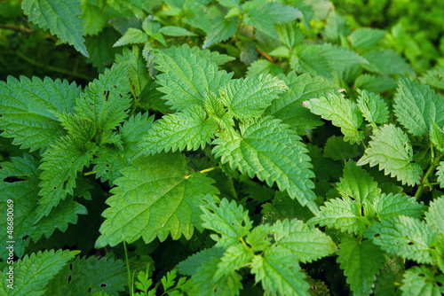 Photo: Stinging nettle Stinging nettle