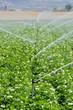 Irrigation sprinklers in a farm field (Spain)