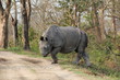 Rhino