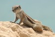 Erdhörnchen auf einemFelsen