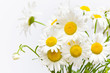 Weiße Margeriten, Sommerblumen, Leucanthemum vulgare