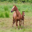 Pferd - horse 23