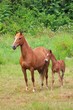 Pferd - horse 27