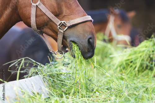 Photo: horse eating hay horse eating hay