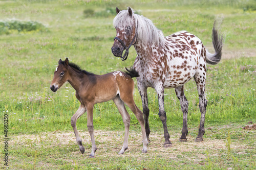 Photo: Foal with a mare Foal with a mare