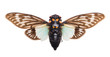 Green and brown cicada Tosena splendida on white