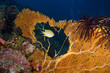 Tropical yellow fish swimming through a sea fan hole