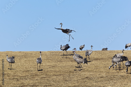 Photo: Common Cranes Common Cranes