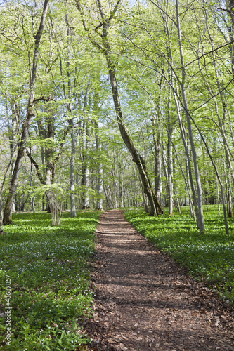 Photo: Forest footpath Forest footpath