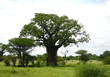 Baobab