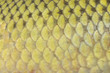 fish scales