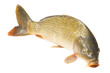 carp fish