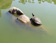 Turtles basking on the rocks