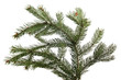 Close up of fir tree branch