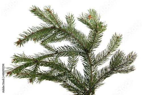 Photo: Close up of fir tree branch Close up of fir tree branch