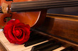 Violin, Piano, and Rose