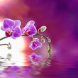 Orquidea Lila Con Reflejo En E...