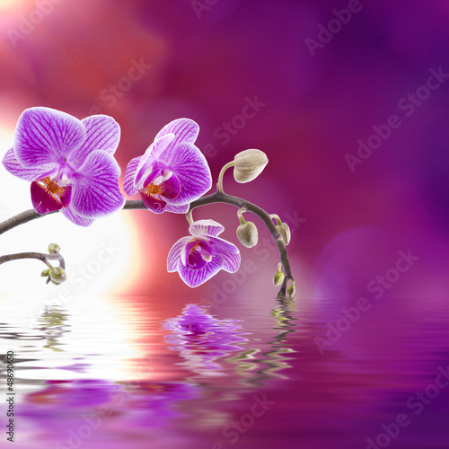Photo: orquidea lila con reflejo en el agua orquidea lila con reflejo en el agua
