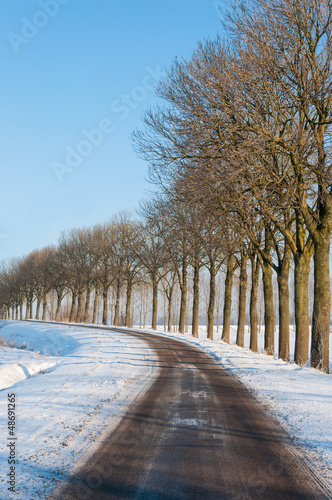 Photo: Row of bare trees besides a country road in winter Row of bare trees besides a country road in winter