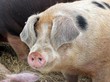 Weideschweine im Winter