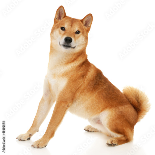 Photo: Shiba Inu dog Shiba Inu dog