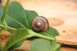 Snail.