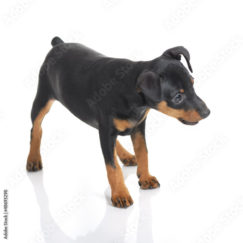 Photo: Miniature Pinscher Miniature Pinscher