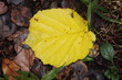Hazel leaf. Autumn.
