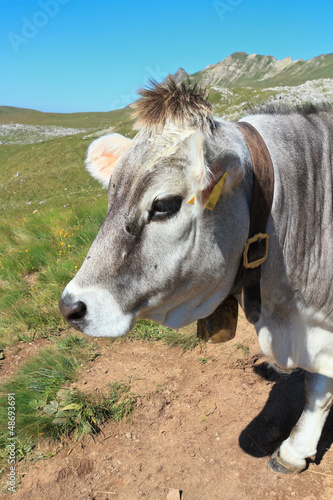 Photo: mucca - cow closeup mucca - cow closeup