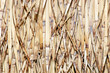 dried reed background