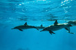 Photo : Dolphins in the sea Dolphins in the sea