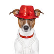 funny dog